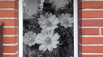 2017_Berti_Blume-(1)_Web